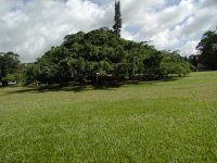 Kandy - Jardin Botanique