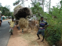 Sri Lanka