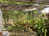 Orchidées