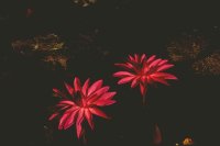 Fleurs