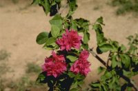 Fleurs