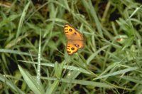 Papillon