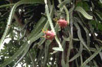 Fruit du dragon