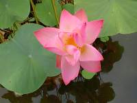 Faune et Flore