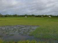 Rivières et rizières