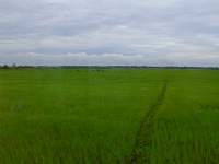 Rivières et rizières